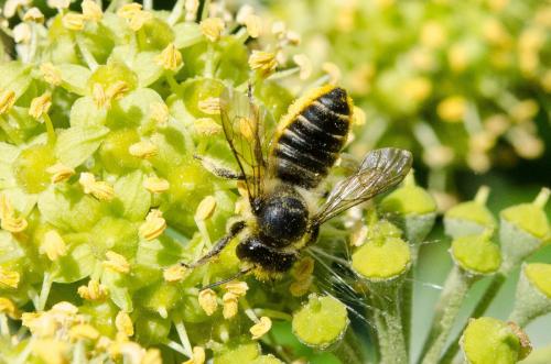 Réf. 150 666 : Megachile centuncularis