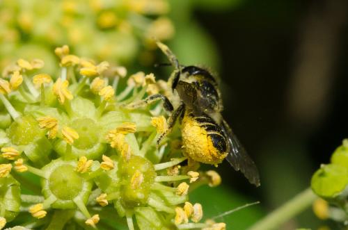 Réf. 150 668 : Megachile centuncularis