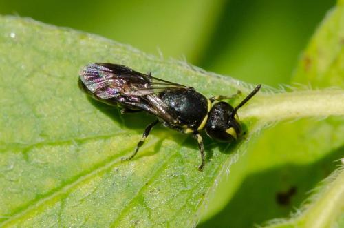 Réf. 150 676 : Hylaeus sp.