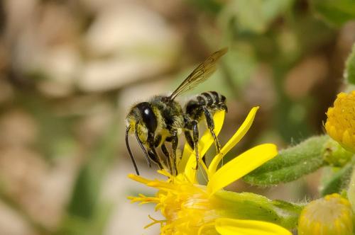 Megachile sp.