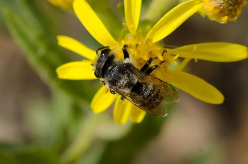 Megachile sp.
