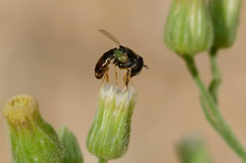 Réf. 150 890 : Paragus sp.