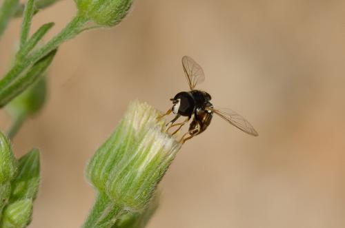 Paragus sp.