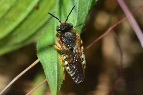 Réf. 150 101 : Rhodanthidium sp.
