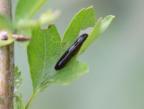 Réf. 150 143 : Caliroa cerasi