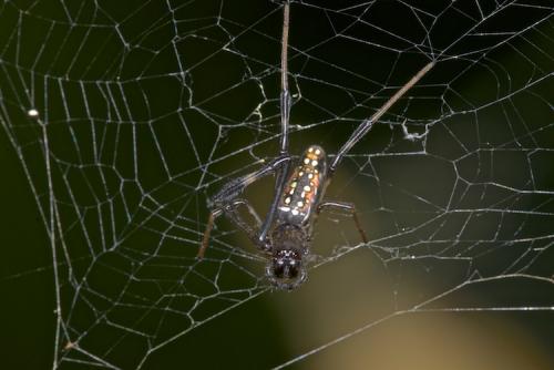 Réf. 150 952 : Nephila sp.