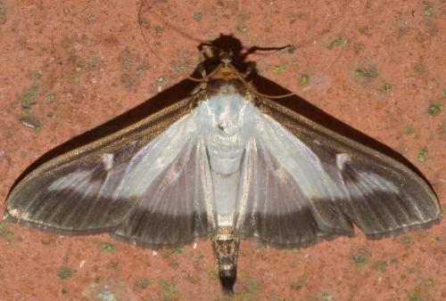 Réf. 150 155 : Cydalima perspectalis