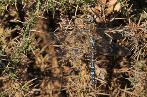Aeshna mixta