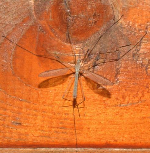 Tipula paludosa