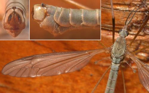 Tipula paludosa