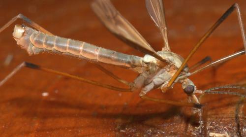Tipula paludosa
