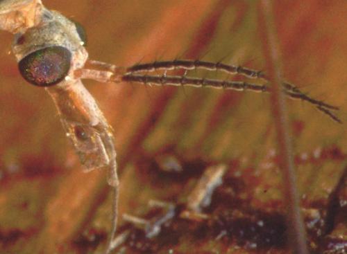 Tipula paludosa