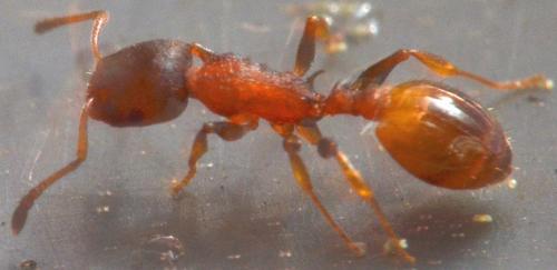 Réf. 150 669 : Temnothorax sp.