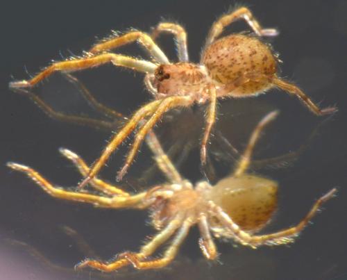 Zoropsis spinimana