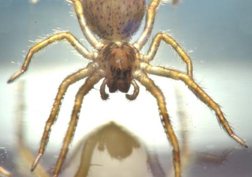 Zoropsis spinimana
