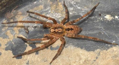 Réf. 150 998 : Zoropsis spinimana