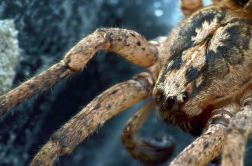 Réf. 150 999 : Zoropsis spinimana