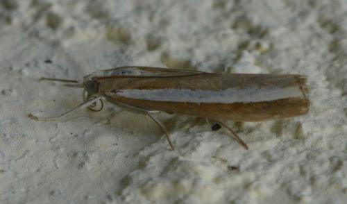 Agriphila latistria