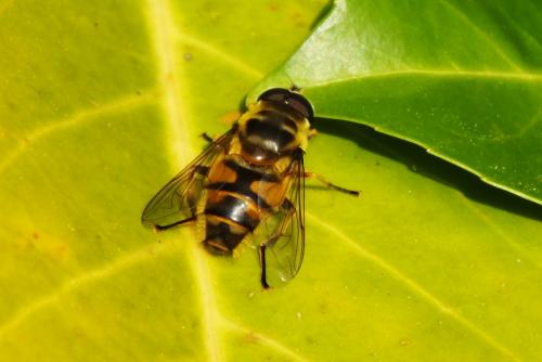 Myathropa florea