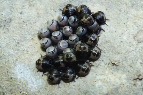 Réf. 150 776 : Rhaphigaster nebulosa