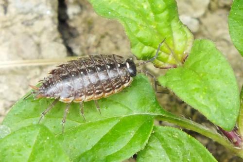 Réf. 150 882 : Philoscia muscorum