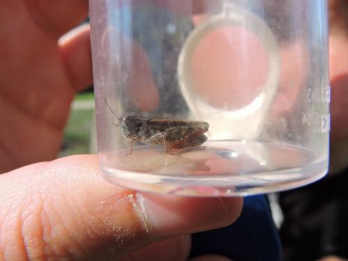 Calliptamus barbarus barbarus