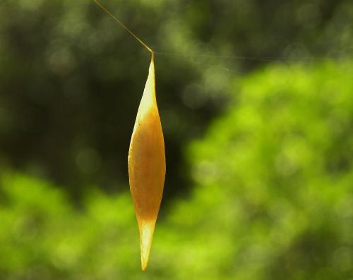 Cyrtarachne ixoides