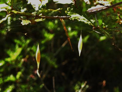 Cyrtarachne ixoides