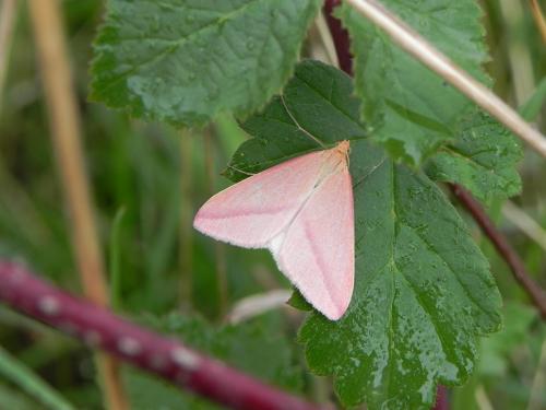 Rhodometra sacraria