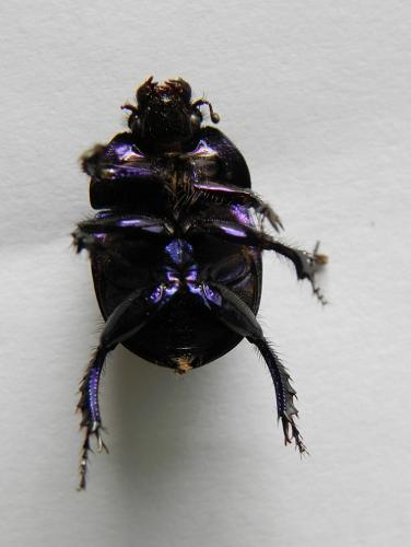 Anoplotrupes stercorosus