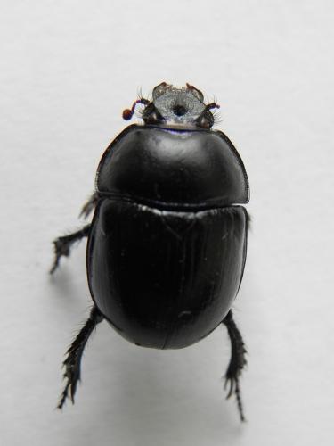 Anoplotrupes stercorosus