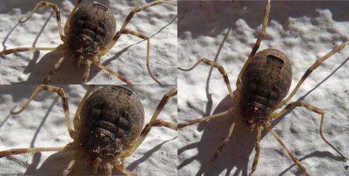 Odiellus spinosus
