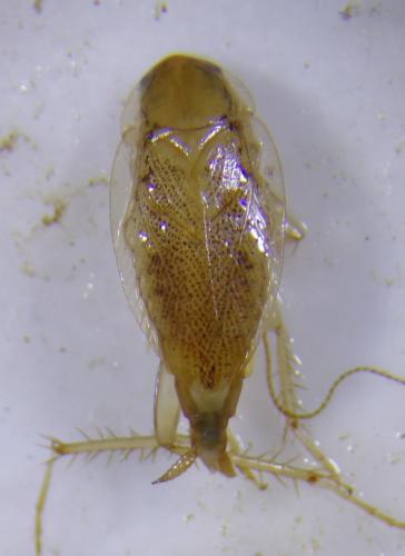 Planuncus vinzi