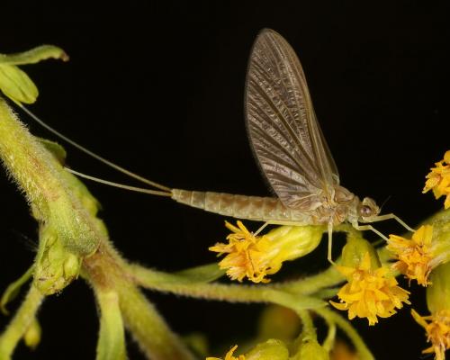 Cloeoninae