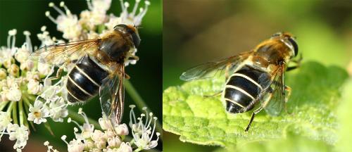 Eristalis nemorum