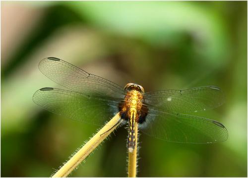 Réf. 150 378 : Erythrodiplax avittata