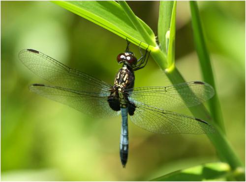 Réf. 150 380 : Erythrodiplax avittata