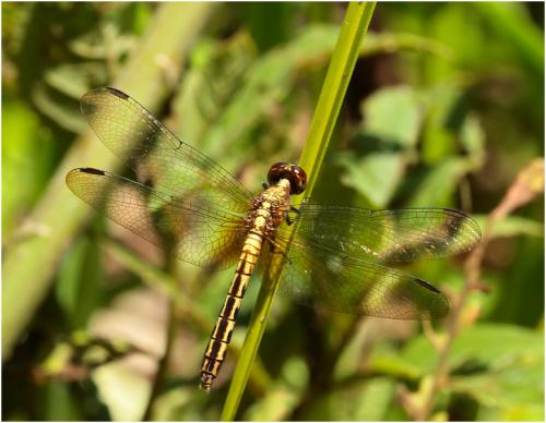 Erythrodiplax avittata
