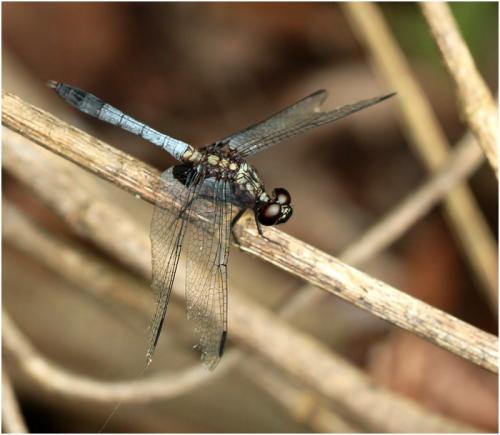 Réf. 150 379 : Erythrodiplax avittata