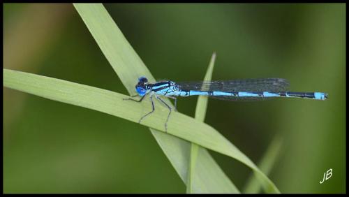 Erythromma lindenii