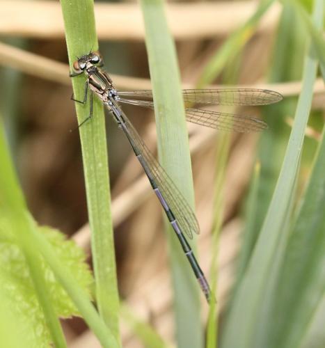 Réf. 150 794 : Coenagrion pulchellum