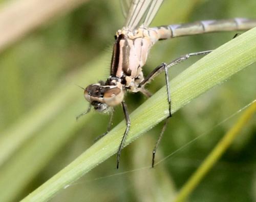 Coenagrion pulchellum