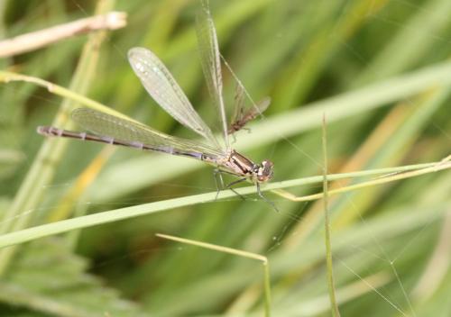 Coenagrion pulchellum