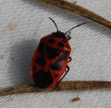Réf. 150 429 : Eurydema dominulus