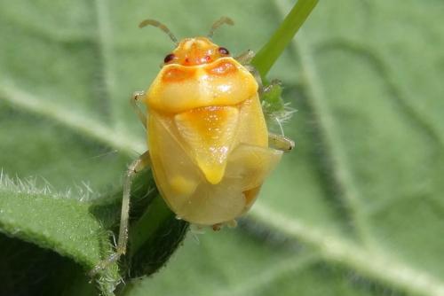 Eurydema oleracea