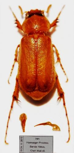 Réf. 150 303 : Falsotoclinius fragilis