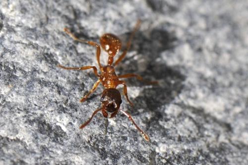 Réf. 150 925 : Myrmica rubra
