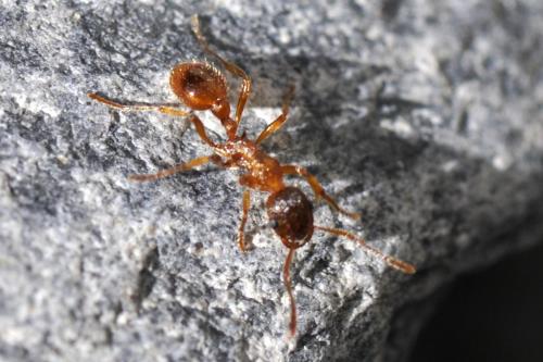 Réf. 150 924 : Myrmica rubra