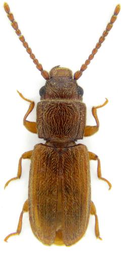 Cryptolestes pusillus