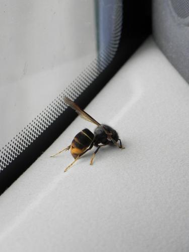 Vespa velutina